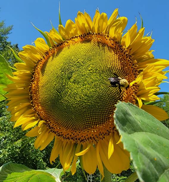 bee on a sunflower