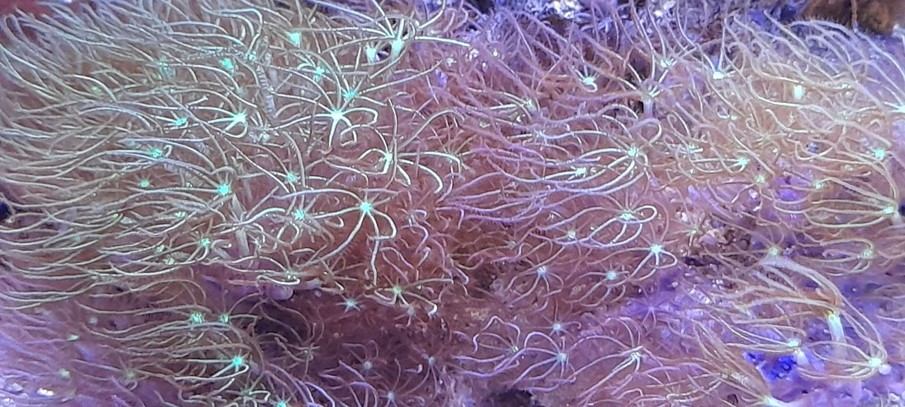 изображение_viber_2021-01-24_13-31-09765