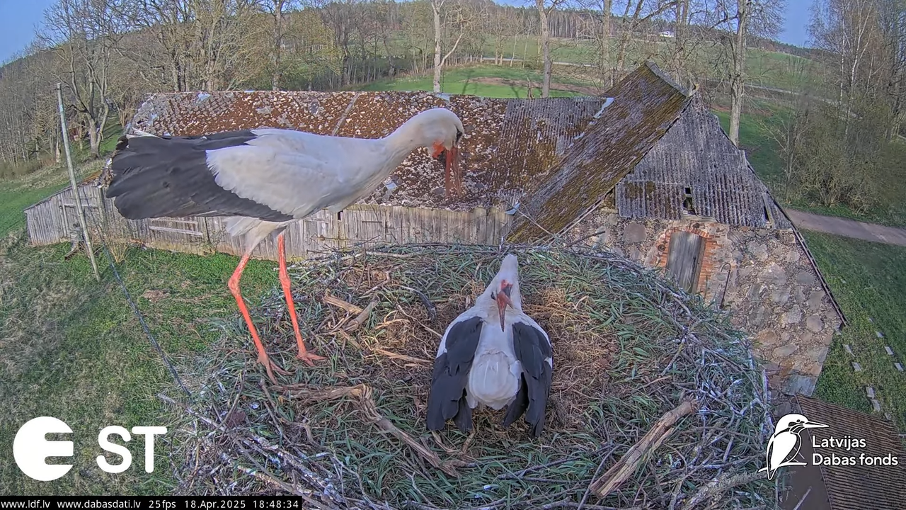 (28) Baltie stārķi (Ciconia ciconia) Tukuma novadā __ White storks in Tukums, Latvia - YouTube - 721