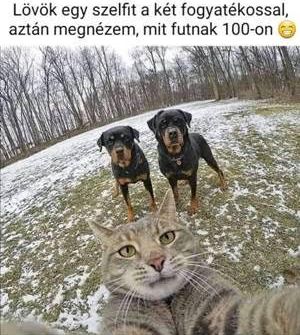 https://i.postimg.cc/13mS0q0R/lovok-egy-szelfit.jpg