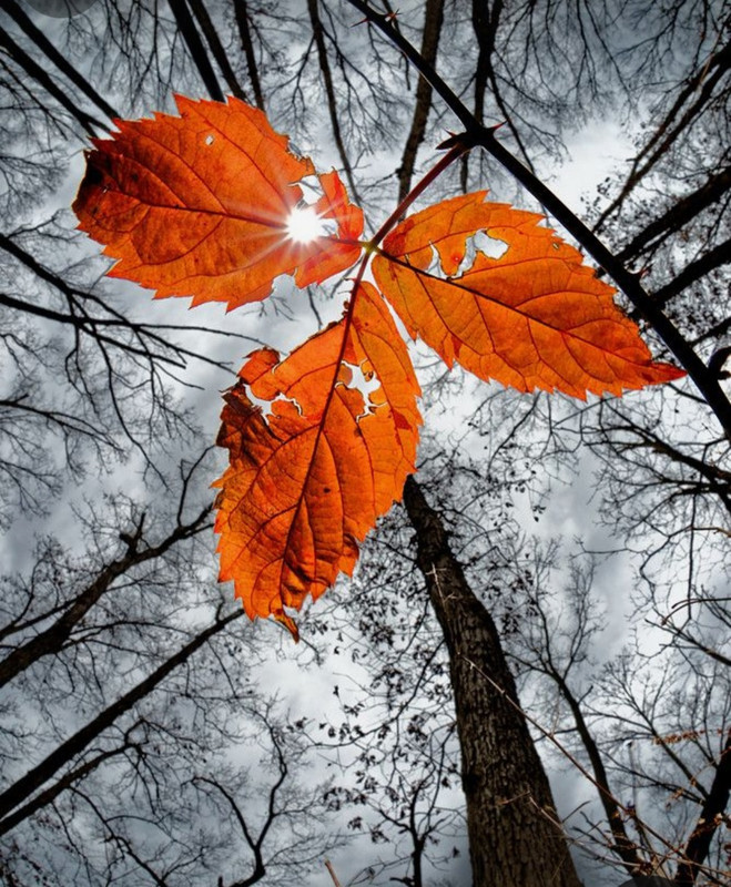 Screenshot_20231220_112609_Pinterest