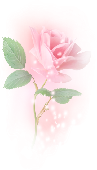 Rose17