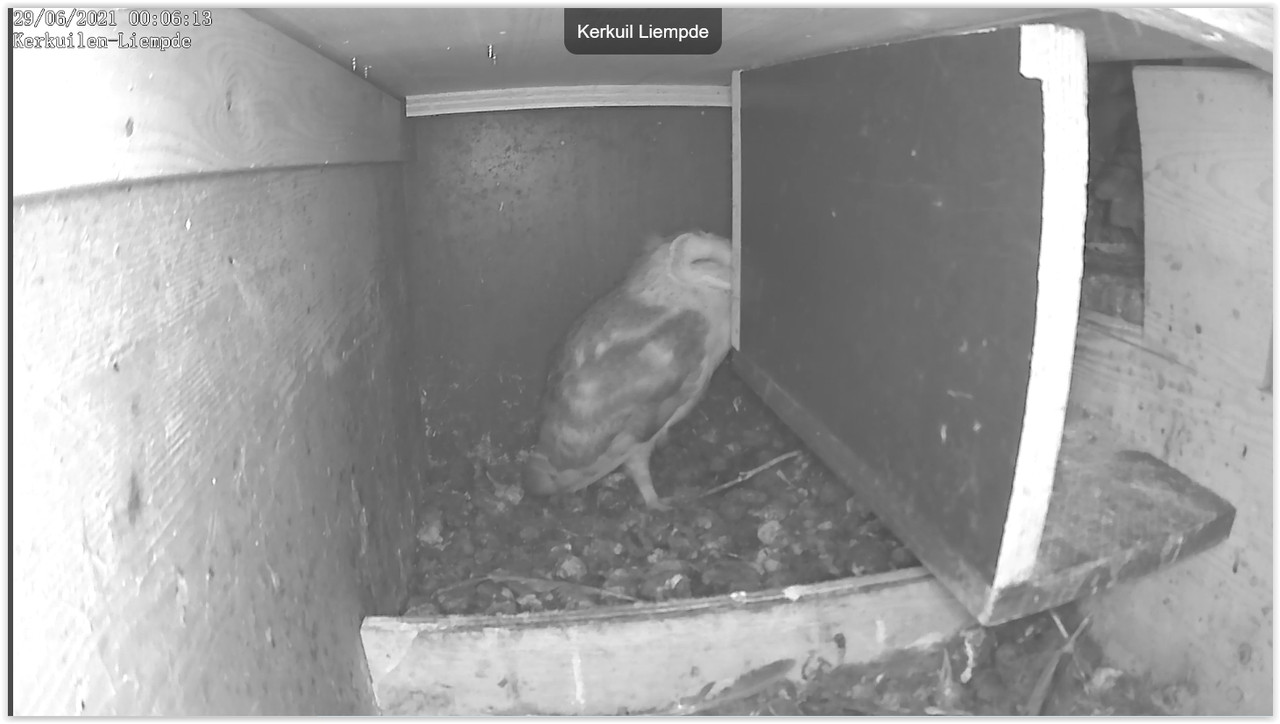 Screen Shot 06-29-21 at 12.06 AM 001