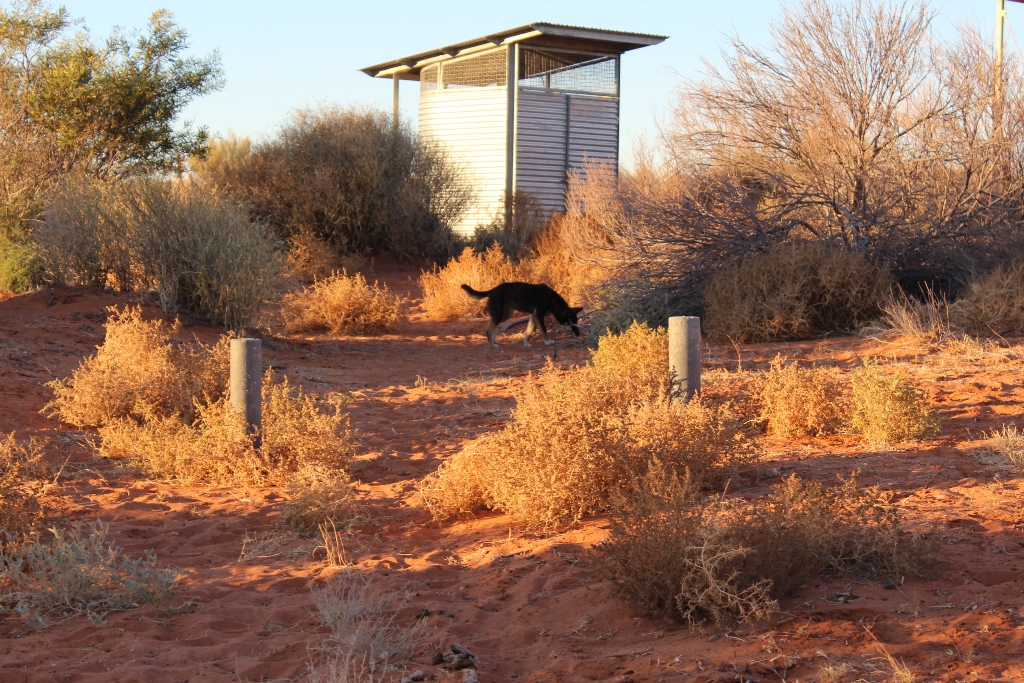 2019-Madigan-Line-Simpson-Desert-TRIP-1985.jpg