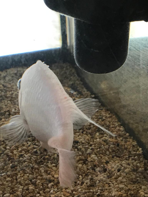 FA159E16-42D3-4EBC-8DE0-99145C7F02BE