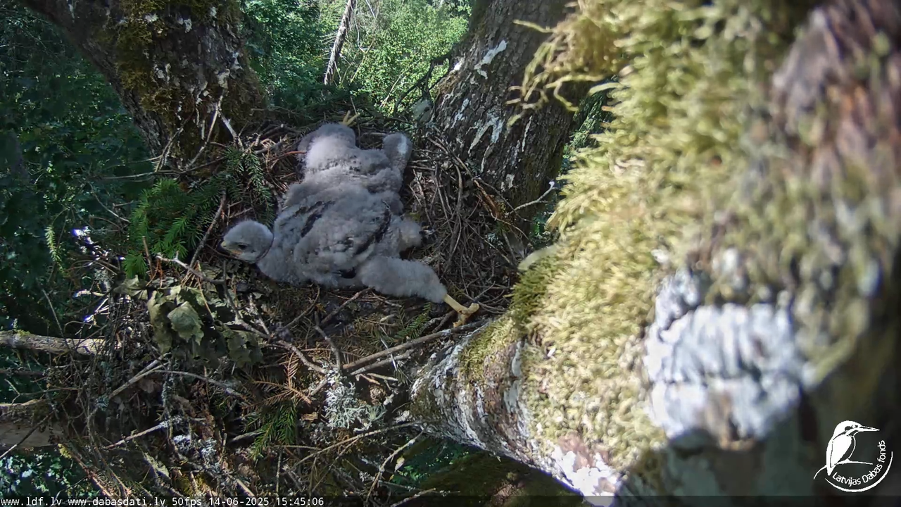 Melnās klijas (Milvus migrans) Kurzemē_ peļu klijāni (Buteo buteo) 12-45-11 screenshot