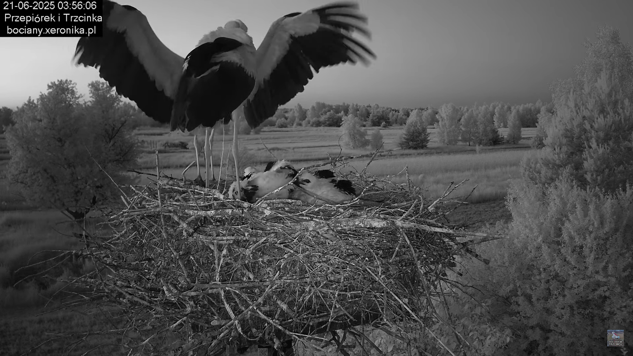 21062025bociany1