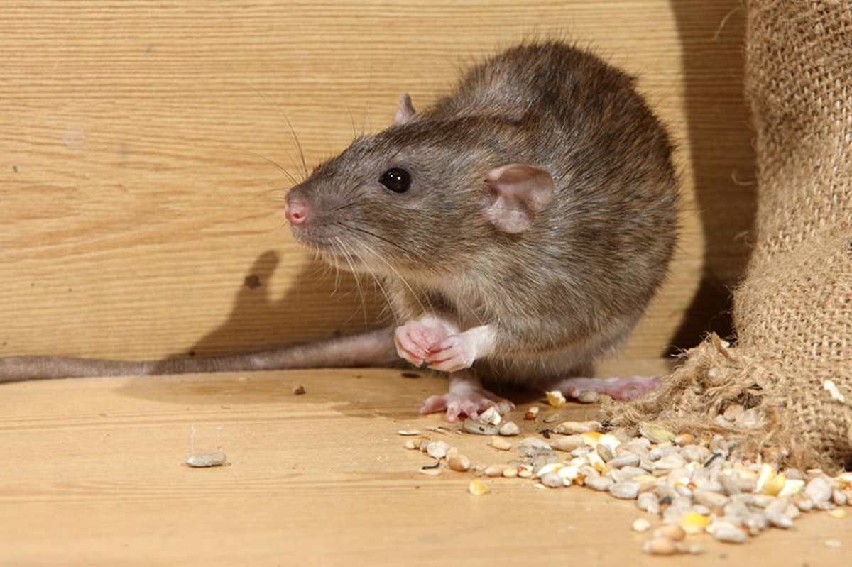 mice control melbourne