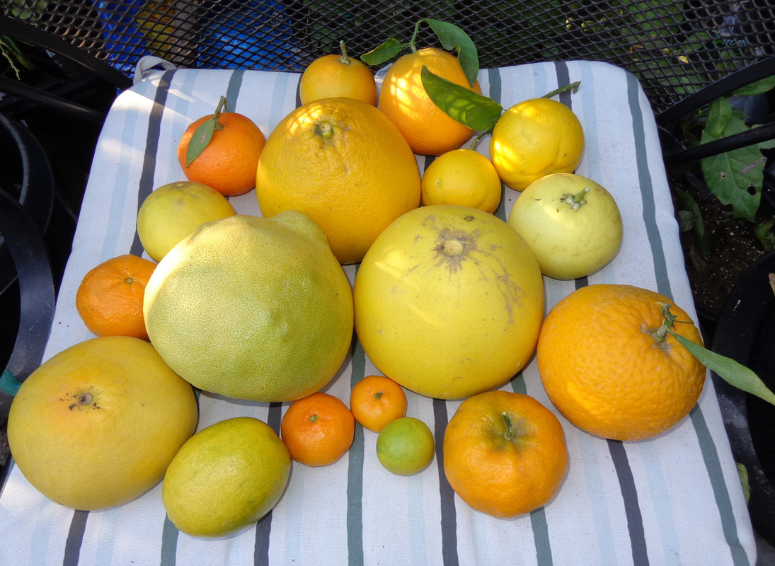 My Citrus Varieties (12-4-20)1