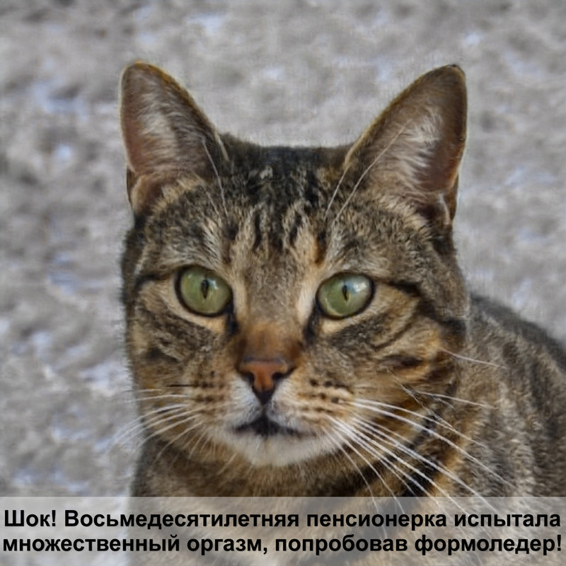 какая кошка самая недорогая