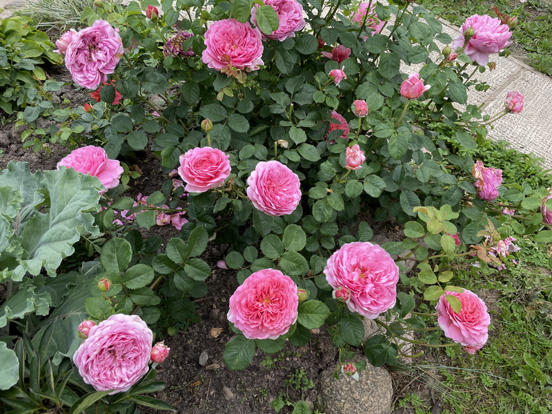 https://i.postimg.cc/13rhsWmm/IMG-5895.jpg