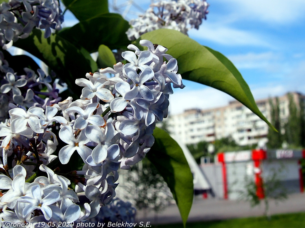 Воронеж, весна, макро, цветы