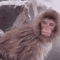 monkeying-around-av2.gif