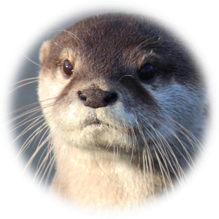 otter otter