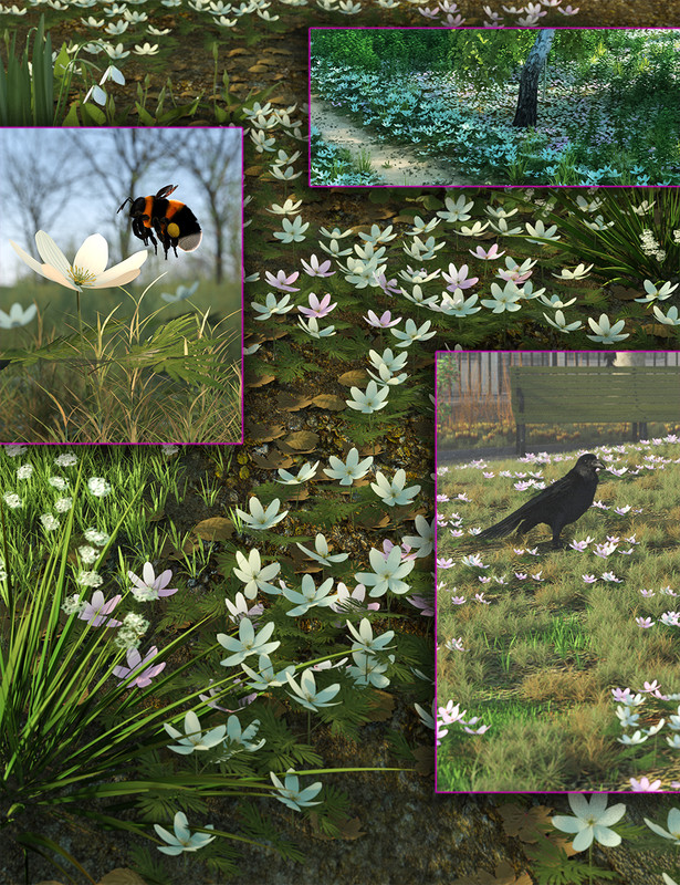Spring Flowers – Wood Anenome