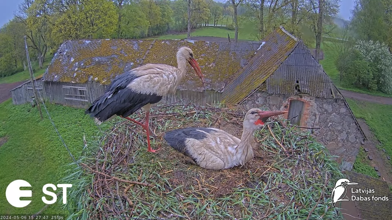 Baltie stārķi (Ciconia ciconia) Tukuma novadā - LDF tiešraide __ White storks in Tukums, Latvia 14-4