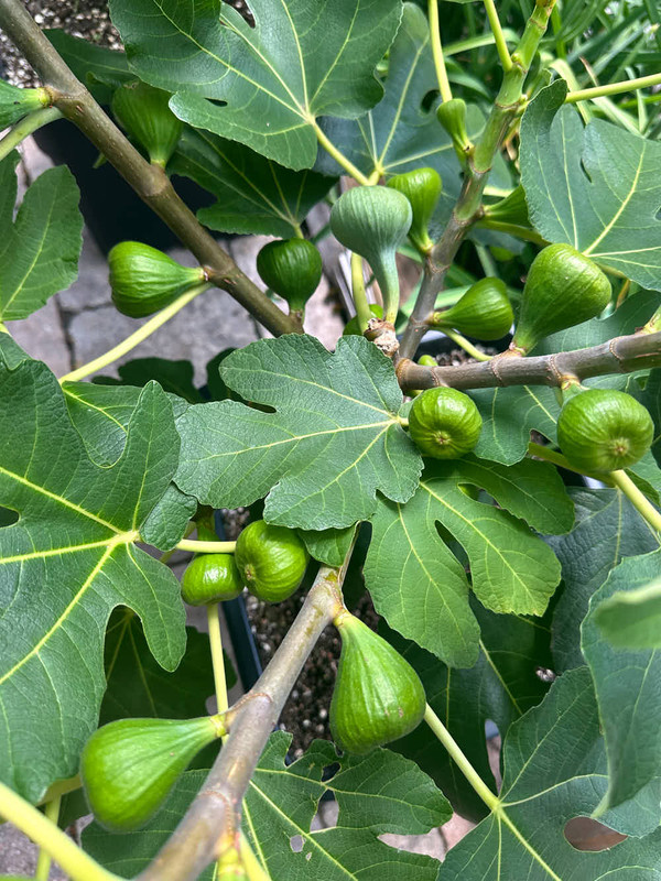 figs-742.jpg