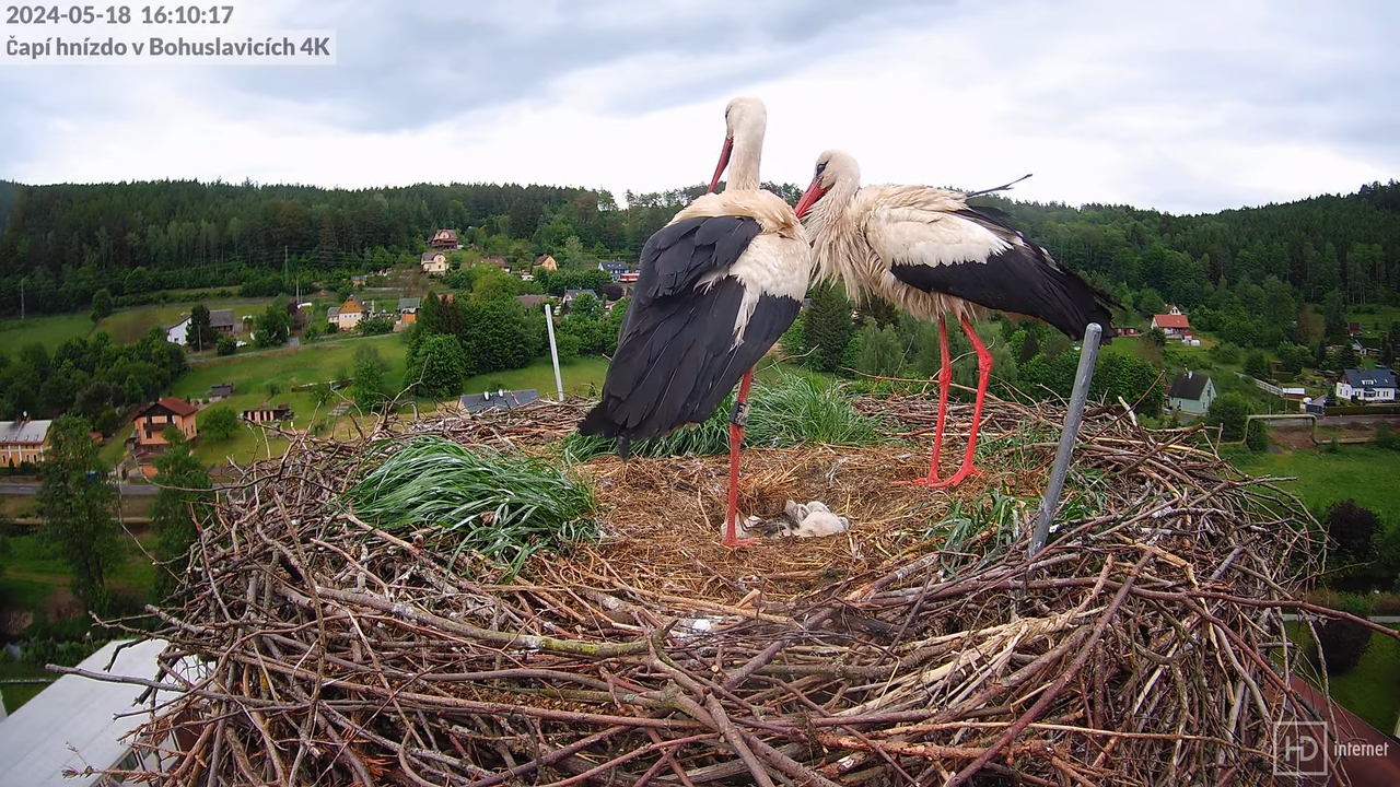 Živě z čapího komína firmy KARA v Bohuslavicích u Trutnova 5-30-51 screenshot