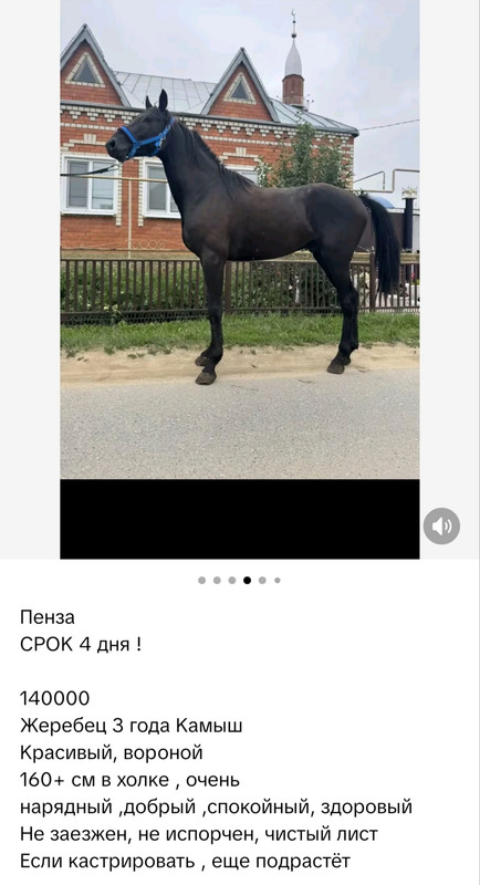 конь