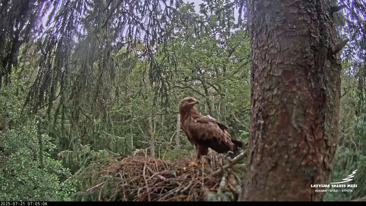 LVM mazais ērglis Lisiņa, egle – Lesser Spotted Eagle 4-50-30 screenshot