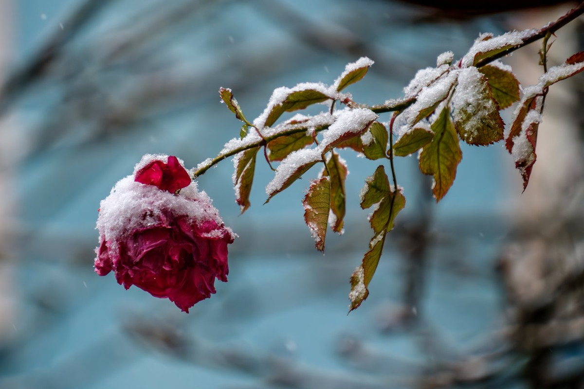 XT5A0003-Verbessert-RR