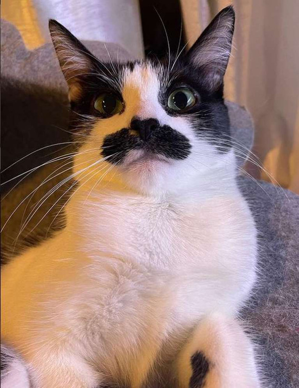 Video: Mostaccioli, la gata que se parece a Freddie Mercury