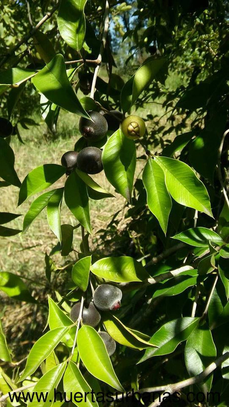 Guayaba, 1.3 kg / 2.8 lb