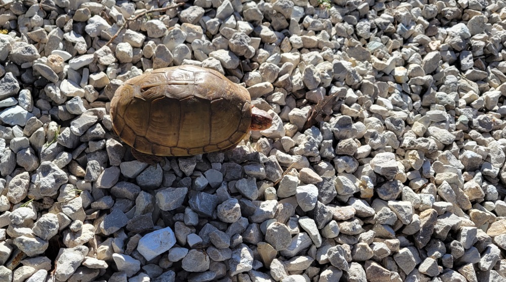 Suprise turtle! > General Discussion > AR15.COM