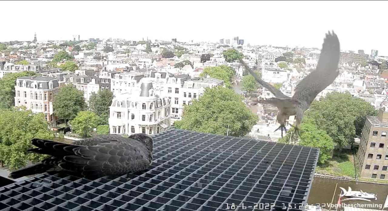 Amsterdam/Rijksmuseum screenshots © Beleef de Lente/Vogelbescherming Nederland - Pagina 29 Video-2022-06-18-153027-Moment-7