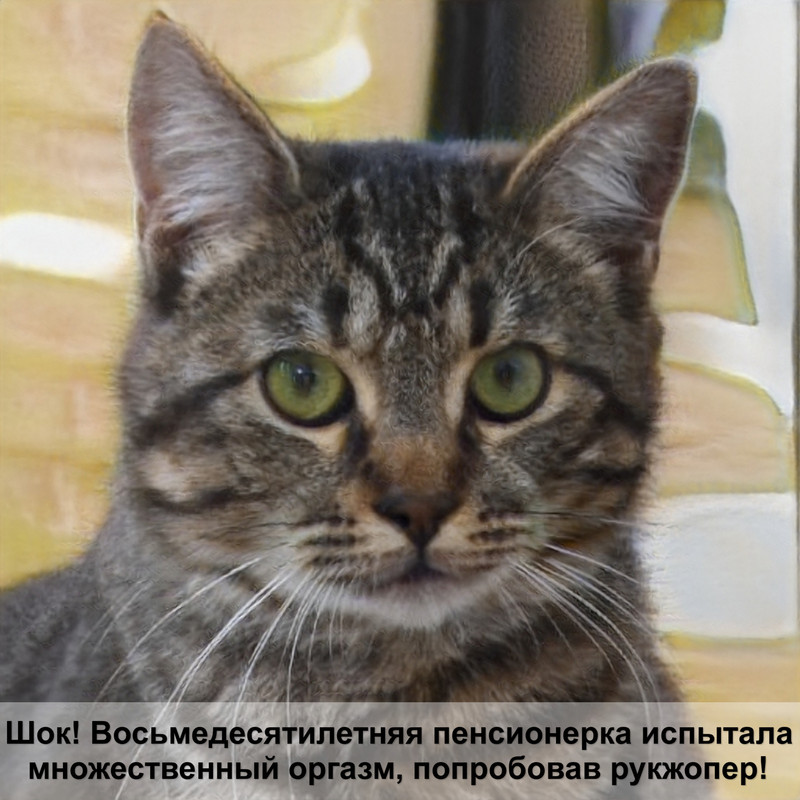 отличие британских кошек от шотландских