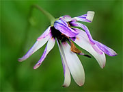 [Image: 4157154424_ca98bf3865_b.jpg]