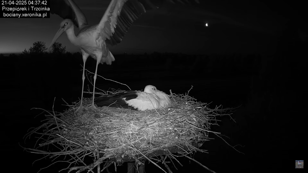 21042025bociany3