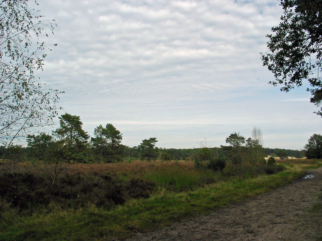 houtkap amerikaanse eik loon op zand  (13)
