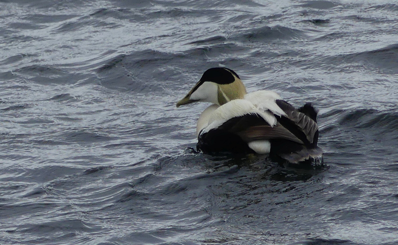 MALE EIDER 1