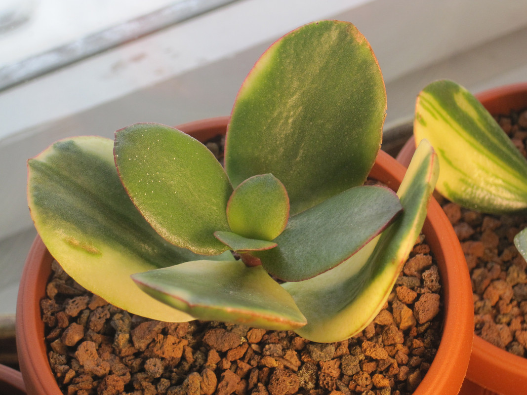 Кагетсу Маруба Нишике 29 декабря 2022 г