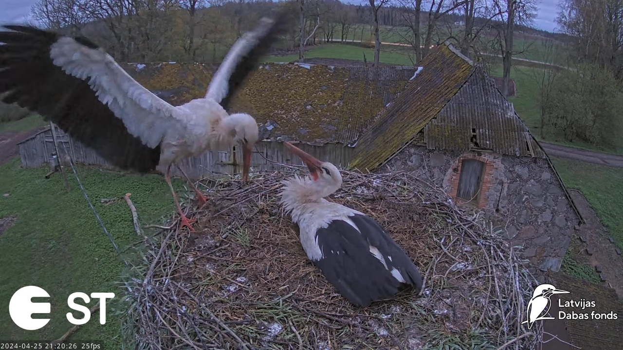 Baltie stārķi (Ciconia ciconia) Tukuma novadā - LDF tiešraide __ White storks in Tukums, Latvia 15-2