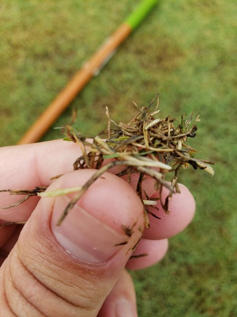 Turf Ribbing Problem Problem with new-ish turf | Lawn Care Forum