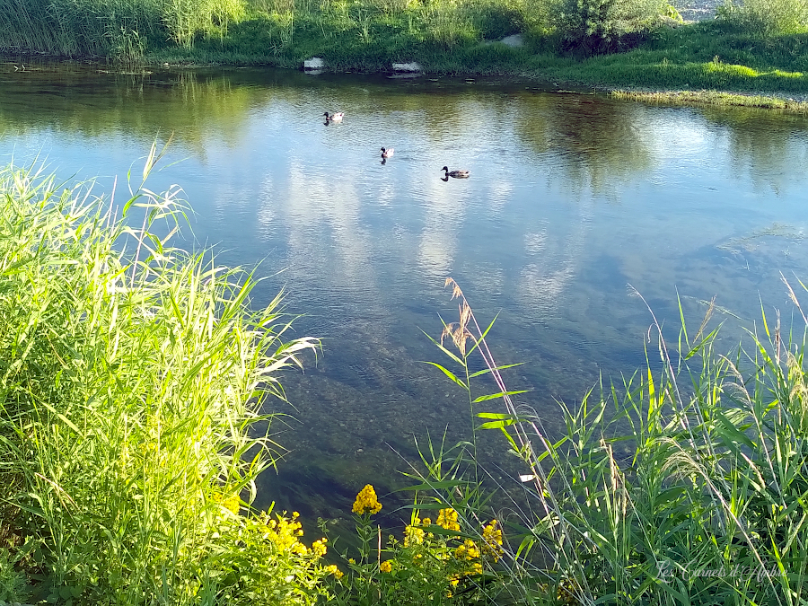 Trois canards sur le canal