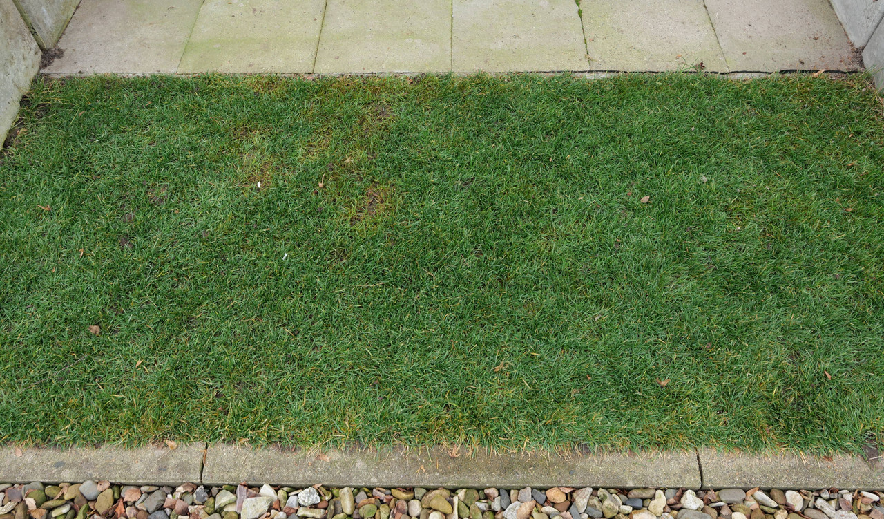 Rasen T16N 20220119 (von 20210716)