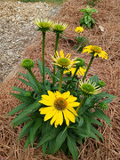 2023-06-20 Closeup [3] Echinacea