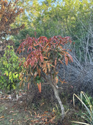 IMG-1771