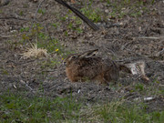 Lepus_europaeus_SMA_03_202005