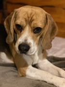 Charlie-Janse-van-Rensburg