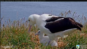 Kép