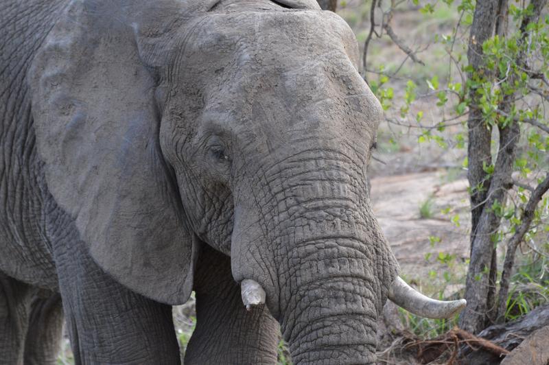 DÍA 7: KRUGER (Berg-en-Dal) - Sudáfrica y Seychelles 2018 - Una Honeymoon llena de vida (6)