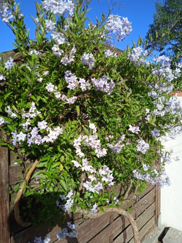 Petit solanum jasminoïdes deviendra grand... j'espère ! Chez-Tata-Louisette003-juillet-2022