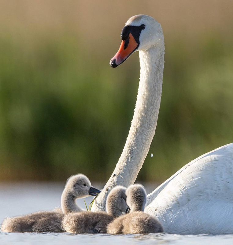 photoeditorsdk-export (5)