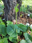 img-1780751179193