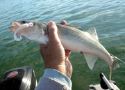[Image: WALLEYE-ON-GULP.jpg]