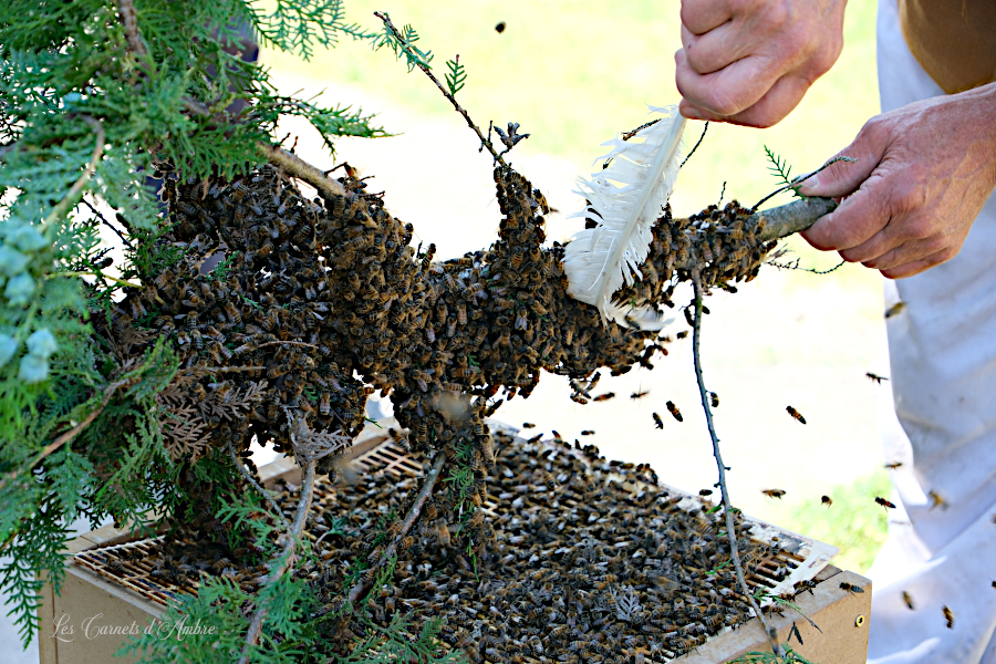 Essaim d'abeilles, délicatement poussées par une plume